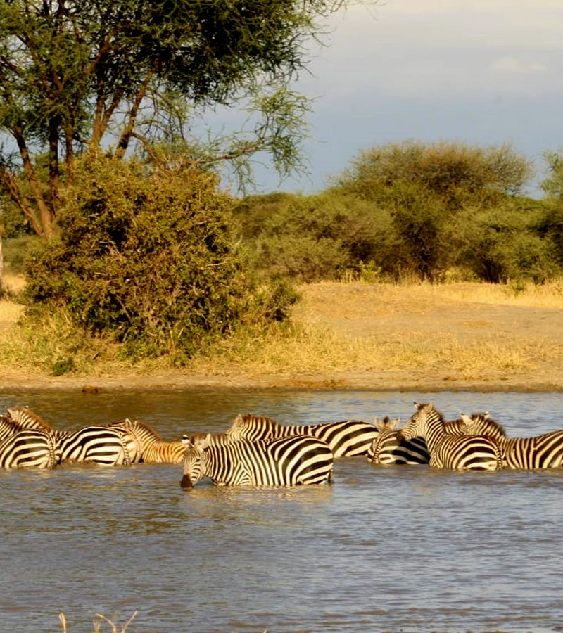 14-days-kenya-tanzania-wildlife-safari-circuit